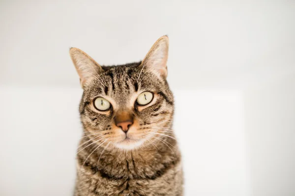 Detalle retrato gato tabby — Foto de Stock