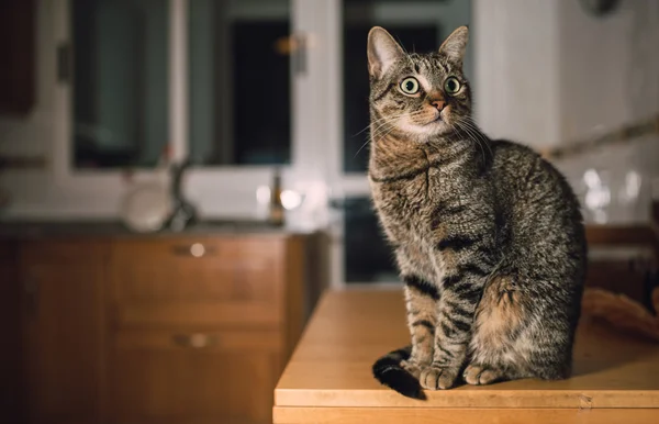 Gato de tabby en la parte superior de la mesa en la cocina — Foto de Stock