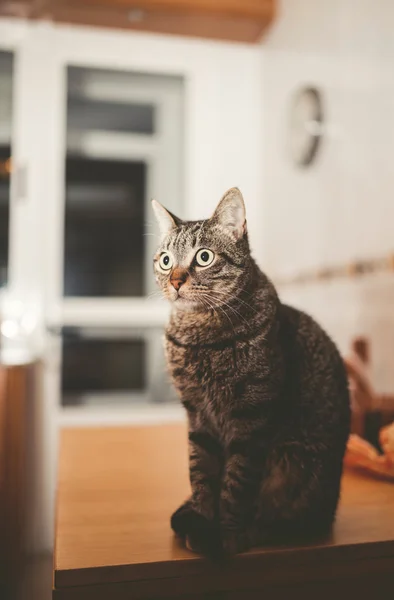 Tabby gato en la mesa de la cocina — Foto de Stock