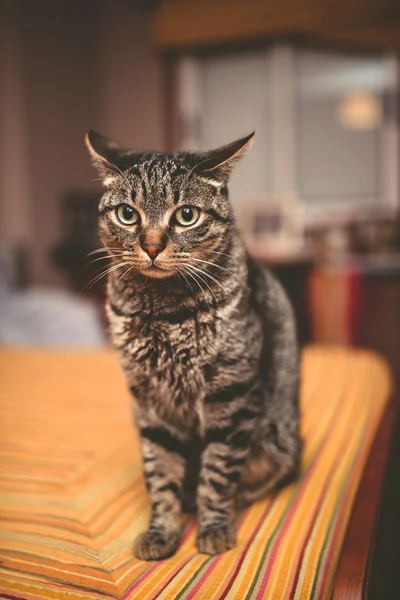 Ritratto di un gatto tabby — Foto Stock