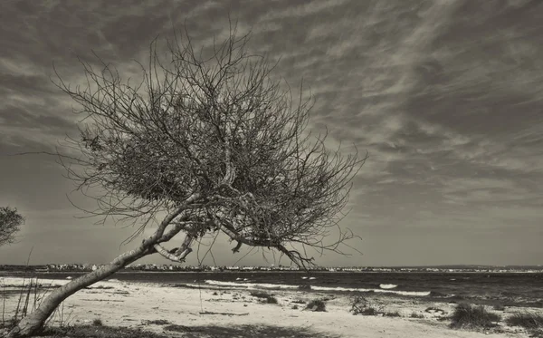 Árbol — Foto de Stock