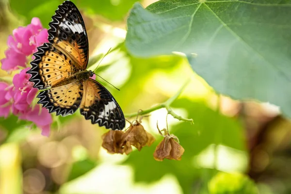 Kral kelebeği yeşil bir yaprak üzerinde.