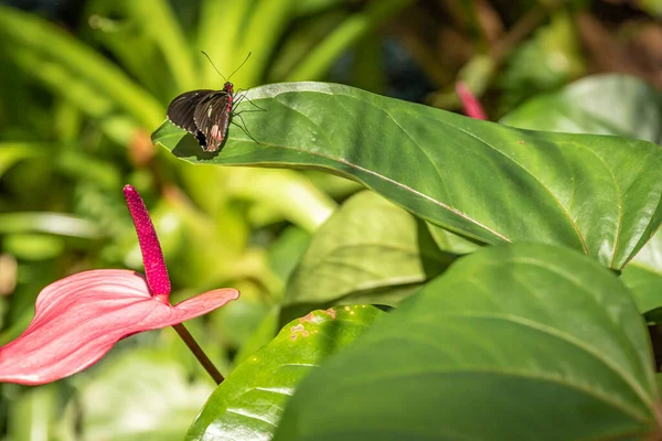 Çiçeğin yeşil yaprağında siyah kelebek.