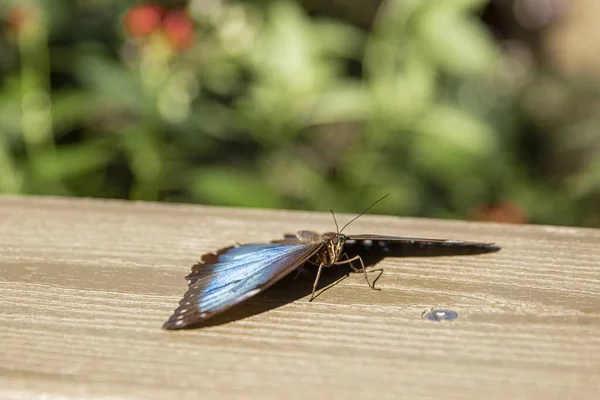 Kahverengi Kelebek Yeşil bir Benç yaprağında.