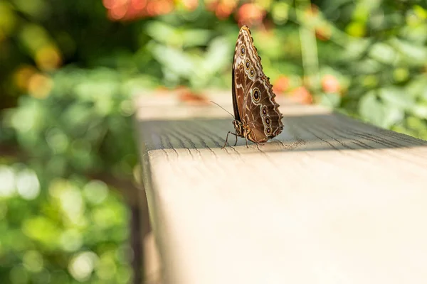 Bankta Kelebek Kelebeği