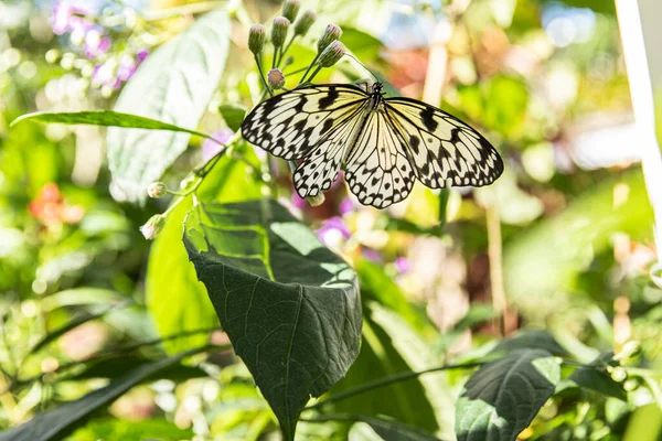 Çiçeğin yeşil yaprağında beyaz kelebek.