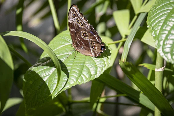 Коричневая Бабочка Зеленом Листе Цветка — стоковое фото