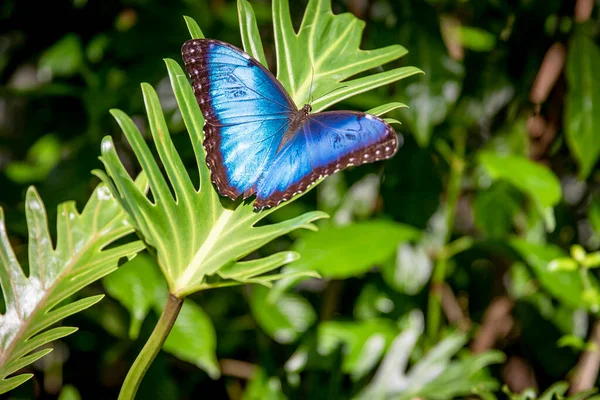 Mavi ve Siyah Kelebek Bir çiçeğin yeşil yaprağında.