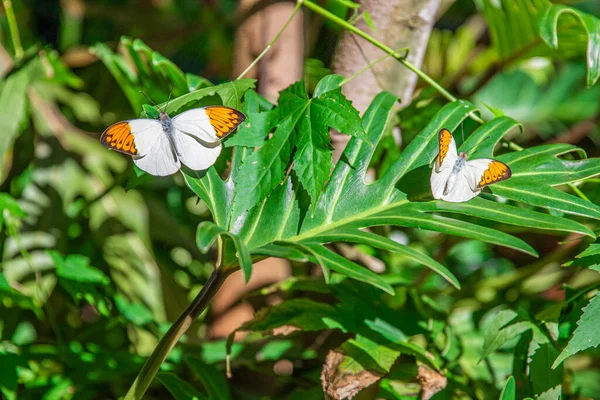 Çiçeğin yeşil yaprağında beyaz turuncu kelebek.