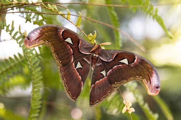 Kahverengi Kelebek Yeşil bir bitkinin üzerinde dinleniyor