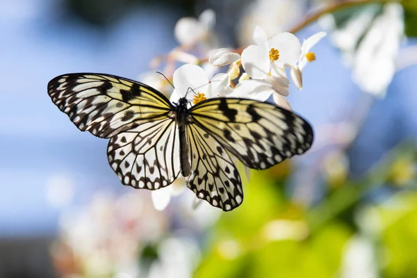 Çiçeğin yeşil yaprağında beyaz kelebek.