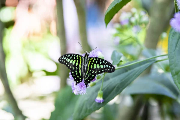Siyah - Yeşil Kelebek Çiçeğin yeşil yaprağında.