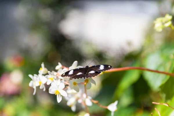 Çiçeğin yeşil yaprağında siyah kelebek.