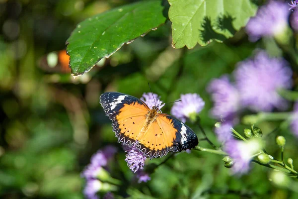 Kral kelebeği yeşil bir yaprak üzerinde.
