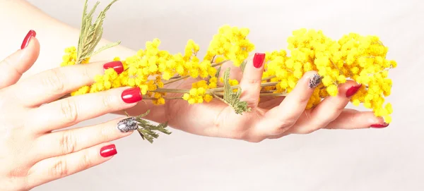 Woman hands with mimosa. — Stock Photo, Image