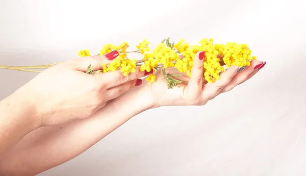 Woman hands with mimosa. — Stock Photo, Image