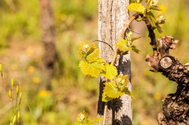 Sürgünler bahar Vines.