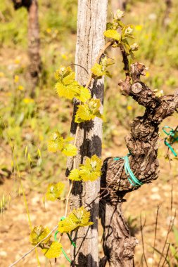 Sürgünler bahar Vines.
