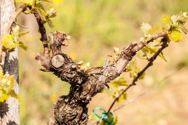 Sürgünler bahar Vines.