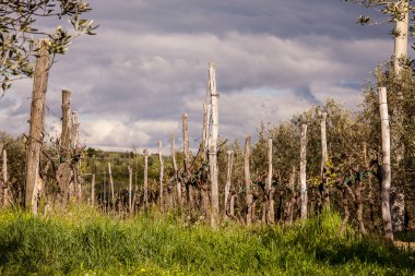 Sürgünler bahar Vines.