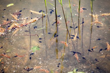 Kurbağa yavrularını bahar küçük göle.