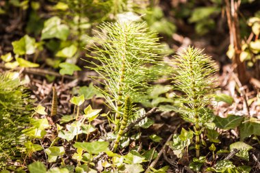 At kuyruğu, spontan şifa bitki.