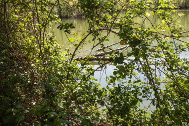 Gölet kırsal bahar.