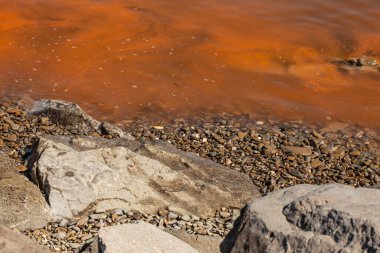 İtalya kıyılarında, Slovenya sınırında, Adriyatik Denizi 'nde kızıl algler..