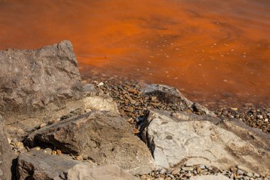 İtalya kıyılarında, Slovenya sınırında, Adriyatik Denizi 'nde kızıl algler..