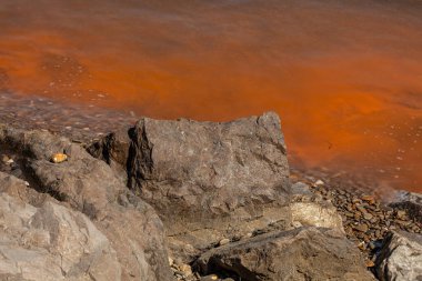 İtalya kıyılarında, Slovenya sınırında, Adriyatik Denizi 'nde kızıl algler..