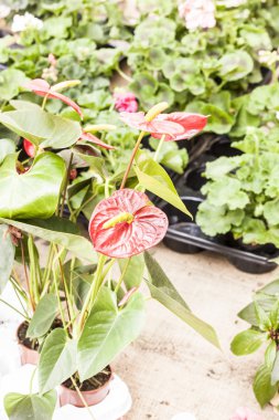 Bahar açık piyasa.