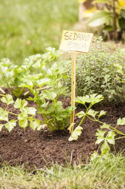 Bahar açık piyasa.