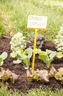 Bahar açık piyasa.