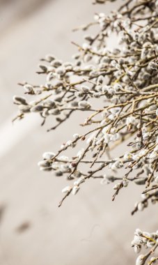 Bahar açık piyasa.