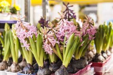 Bahar açık piyasa.