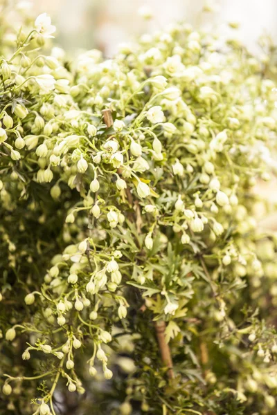 Spring outdoor market. — Stock Photo, Image