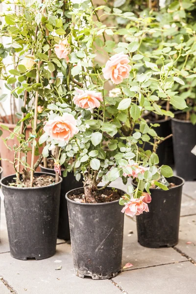 Spring outdoor market. — Stock Photo, Image