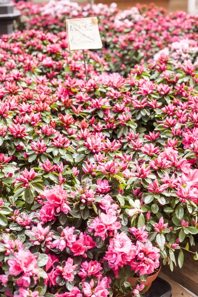 Printemps marché extérieur . — Photo