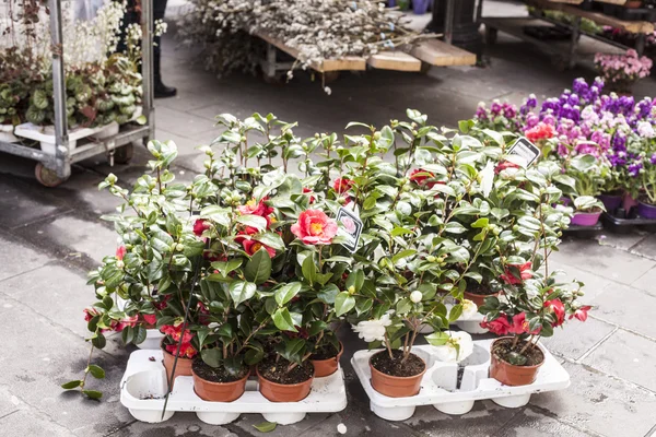 Mercado exterior de primavera . —  Fotos de Stock