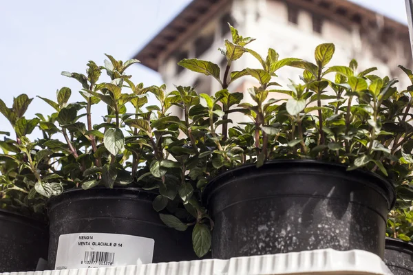 Spring outdoor market. — Stock Photo, Image