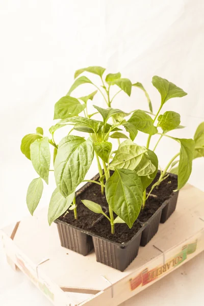 Plants of pepper — Stock Photo, Image