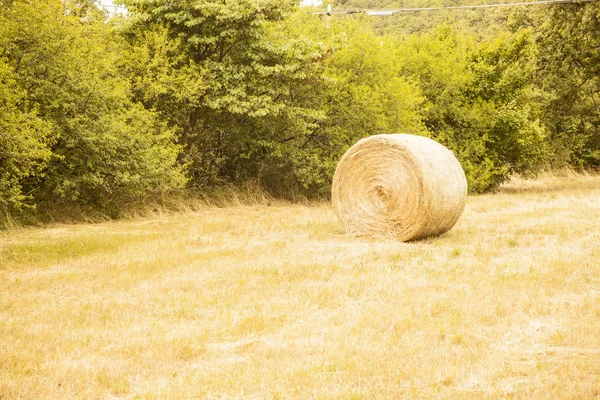 stock image Sheaf of grass in summer.