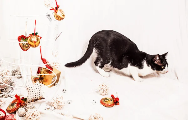 Noel süslemeleri olan kedi. — Stok fotoğraf