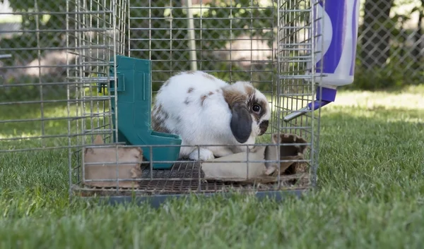 Кролик і відкрита клітка — стокове фото