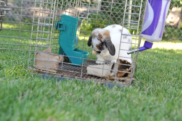Кролик очищає себе у відкритих клітці — стокове фото