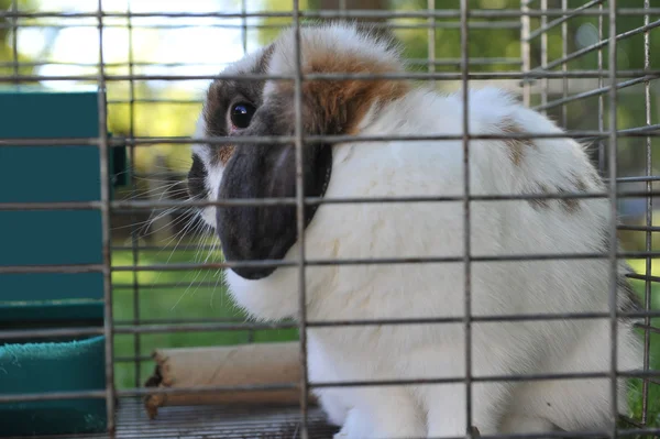 Кролик у клітці — стокове фото