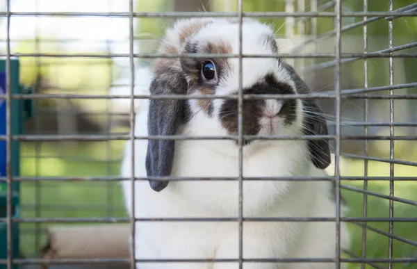 Pet Rabbit in Cage — Stock Photo, Image