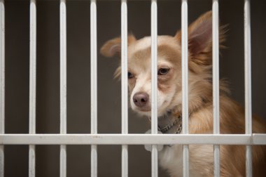 köpek kafes içinde