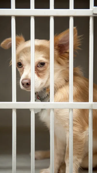 Puppy in a cage — Stock Photo, Image