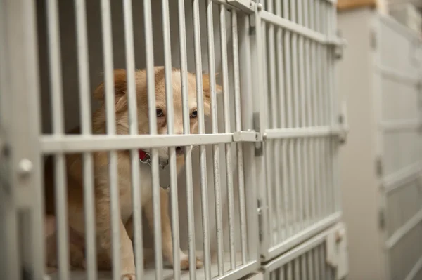 Chiot dans une cage — Photo